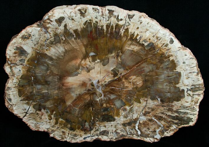 Wide Araucaria Petrified Wood Slab #6272